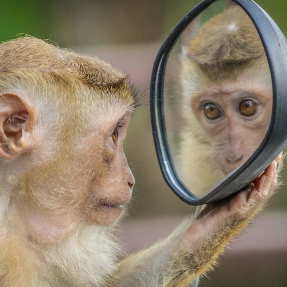 monkey, mirror, stare, thinking, brown thinking, brown mirror, brown think, monkey, monkey, monkey, monkey, monkey, mirror